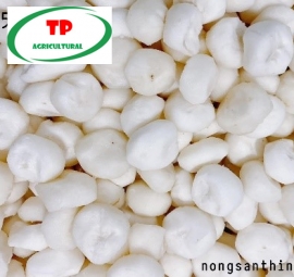 CỦ NĂNG GỌT SẴN - BÁN CỦ NĂNG ĐÀ LẠT SỐ LƯỢNG LỚN  | CỦ NĂNG GỌT VỎ GIÁ SỈ TẠI HCM