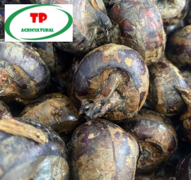 Củ năng gọt Đà Lạt - Bán sỉ củ năng gọt vỏ uy tín, chất lượng