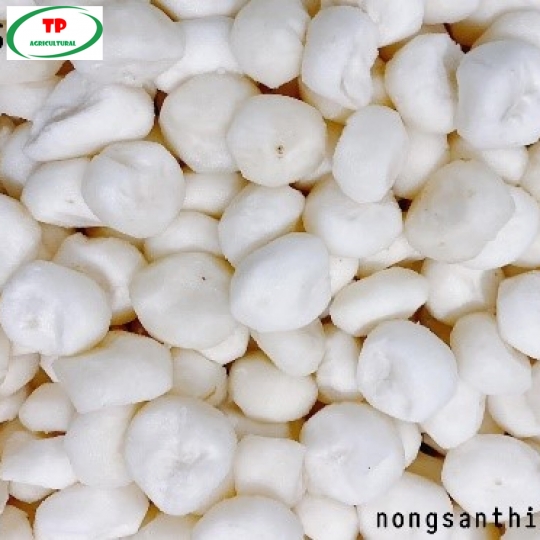 CỦ NĂNG GỌT SẴN - BÁN CỦ NĂNG ĐÀ LẠT SỐ LƯỢNG LỚN  | CỦ NĂNG GỌT VỎ GIÁ SỈ TẠI HCM