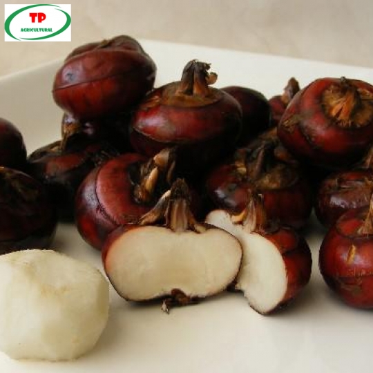 Bán sỉ củ năng gọt Đà Lạt tại khu vực phía Nam