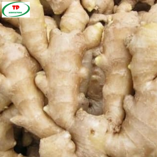 #1 GỪNG TƯƠI NGUYÊN CỦ XUẤT KHẨU