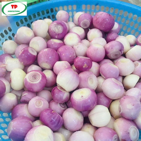 #1 Hành tím lột sẵn | Hành bóc vỏ giá rẻ với số lượng lớn 