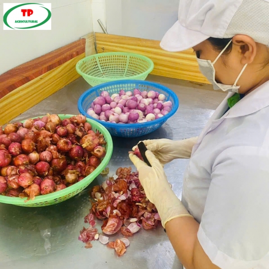 Hành tím số lượng lớn trong nước và xuất khẩu