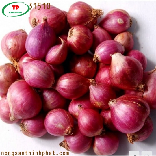 Hành tím số lượng lớn trong nước và xuất khẩu