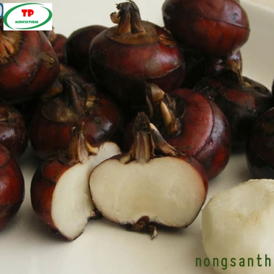 CỦ NĂNG GỌT VỎ VÀ  CÔNG DỤNG